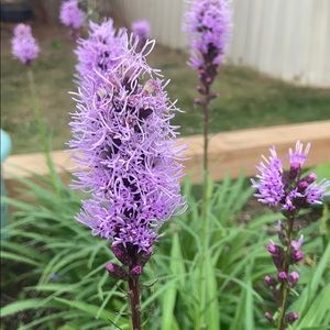 Meet your Posher, Brizz